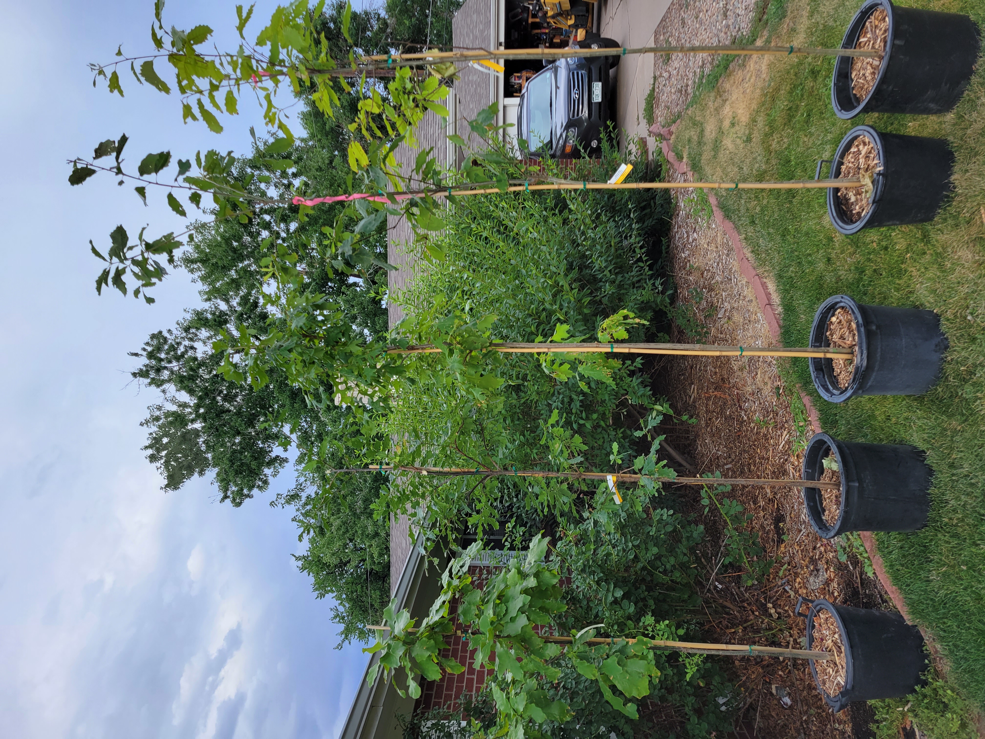 Tree planting service