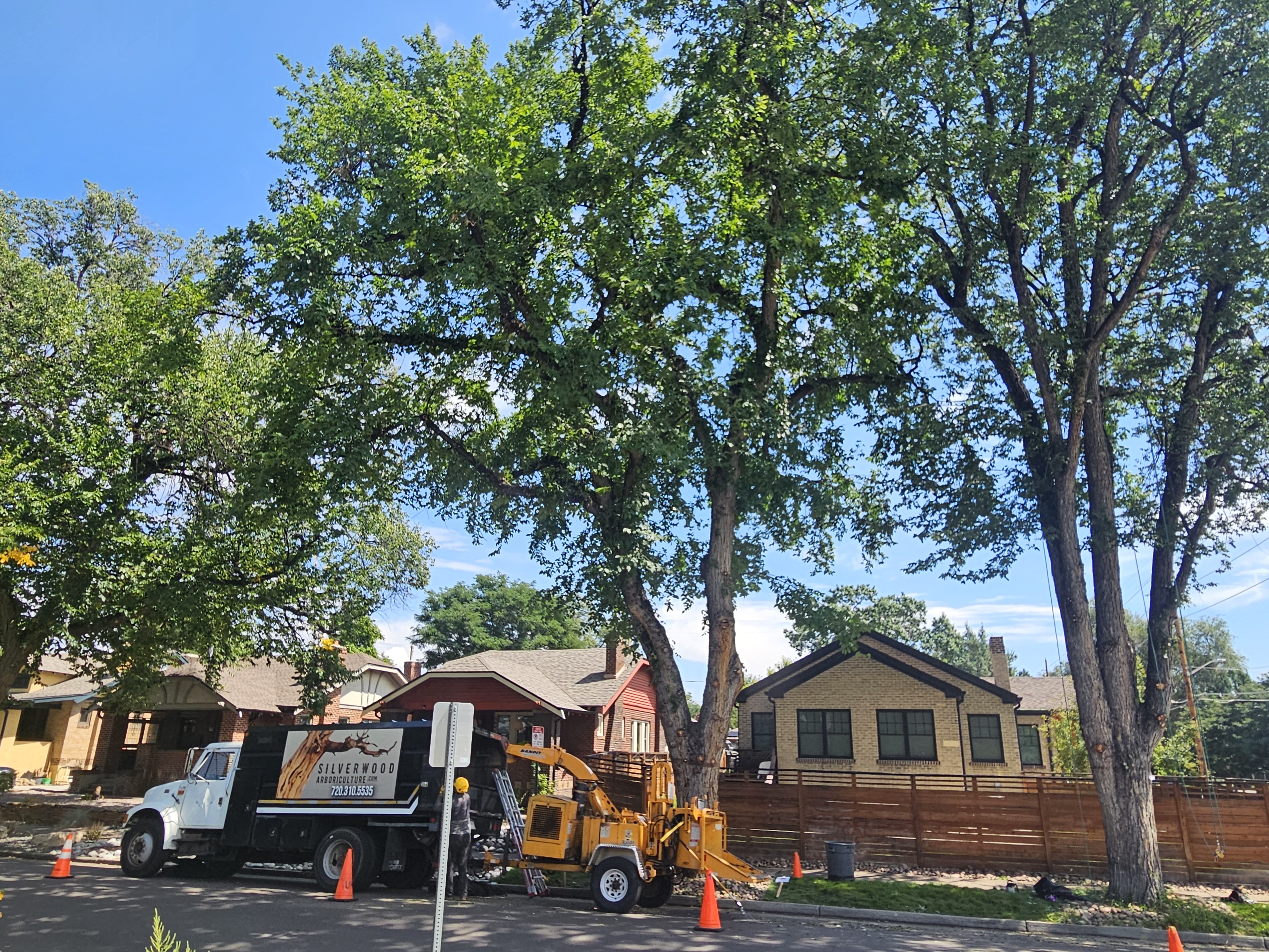 Arborist pruning a large tree