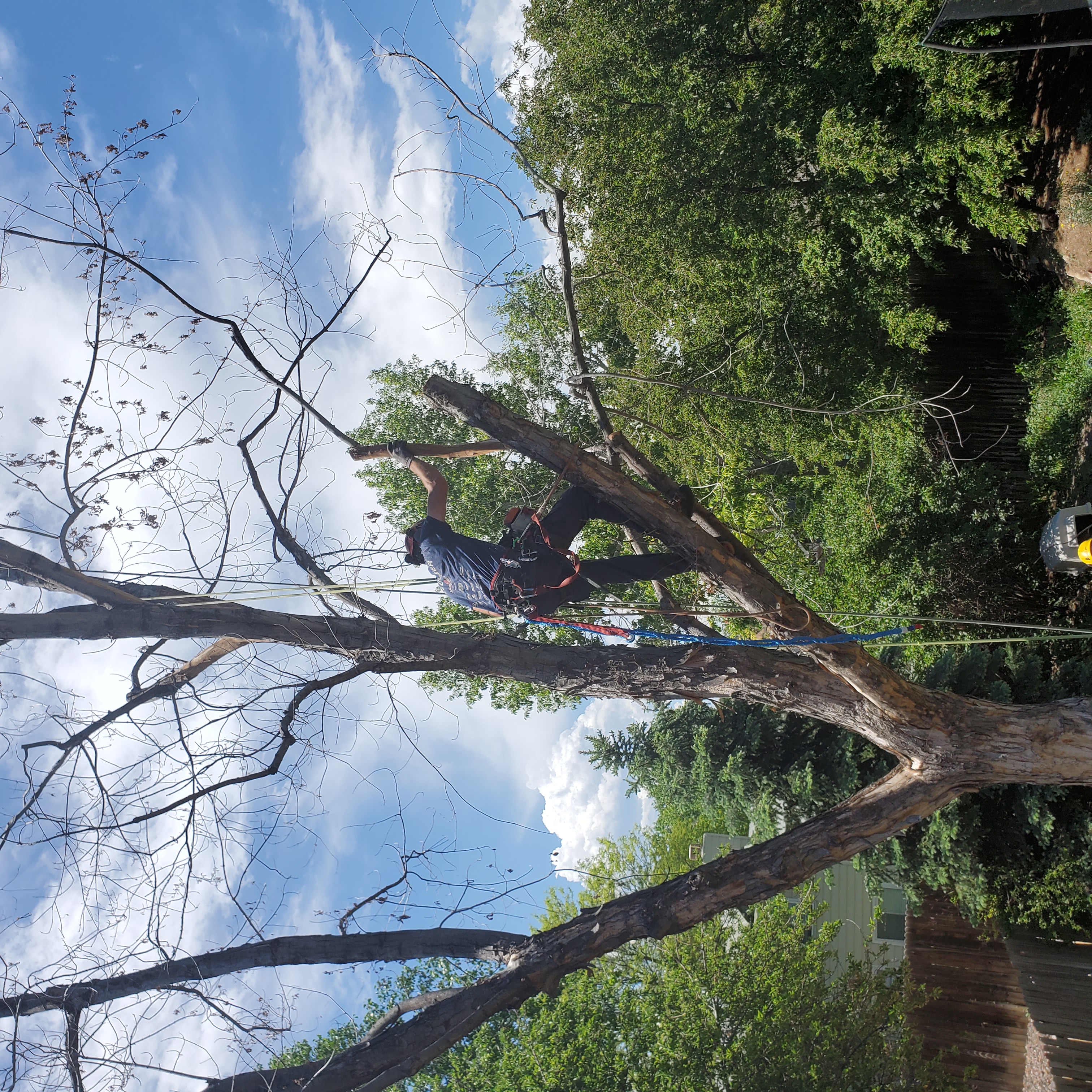 Arborist working in tree canopy with rigging ropes