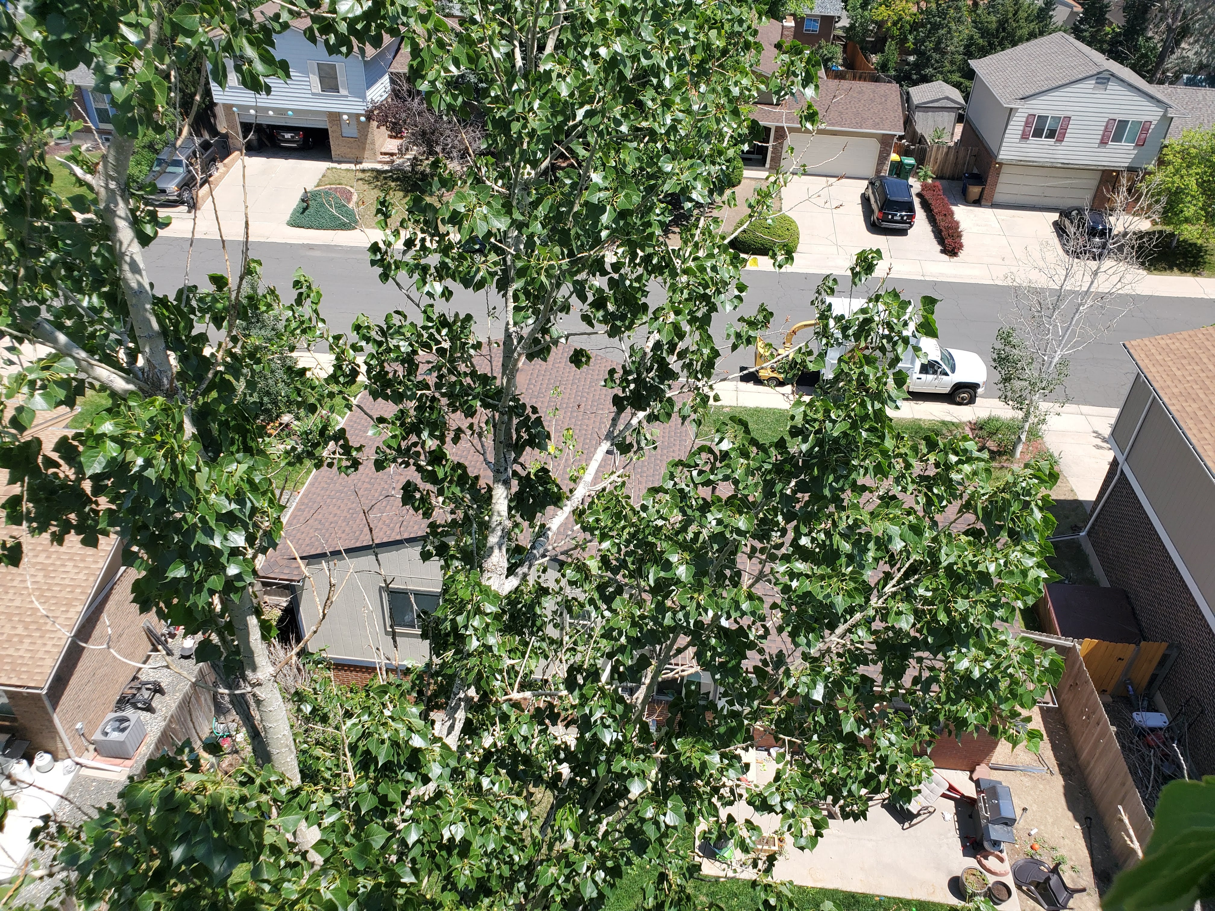 Aerial view of tree canopy from arborist perspective