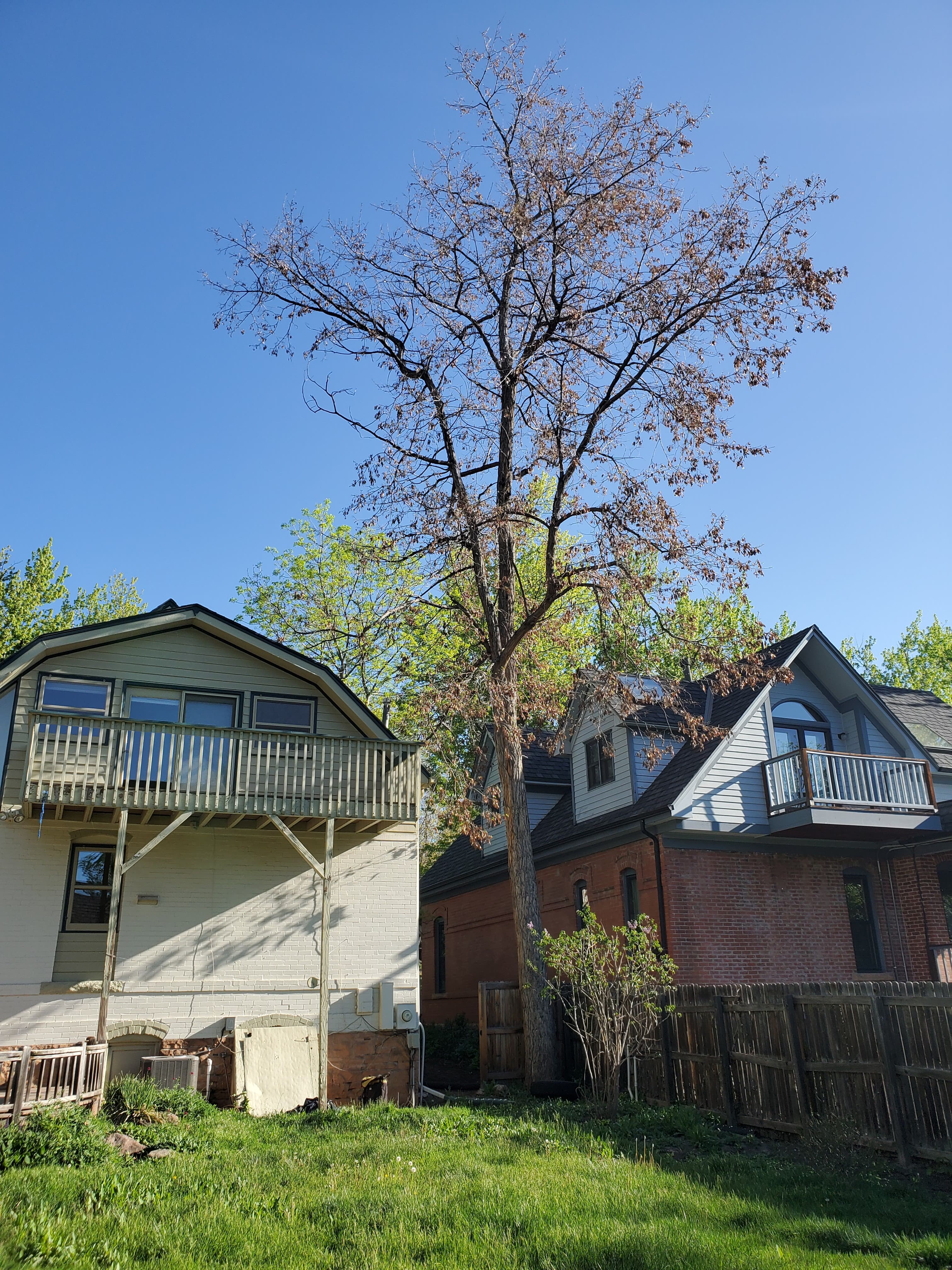 Declining tree between two houses requiring assessment